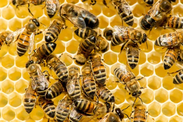 Nahaufnahme von Bienen auf Bienenwaben im Bienenhaus — Stockfoto