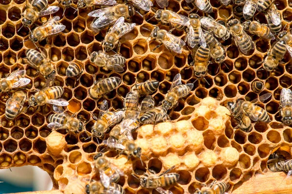 Nahaufnahme von Bienen auf Bienenwaben im Bienenhaus — Stockfoto