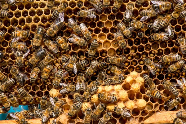 Nahaufnahme von Bienen auf Bienenwaben im Bienenhaus — Stockfoto