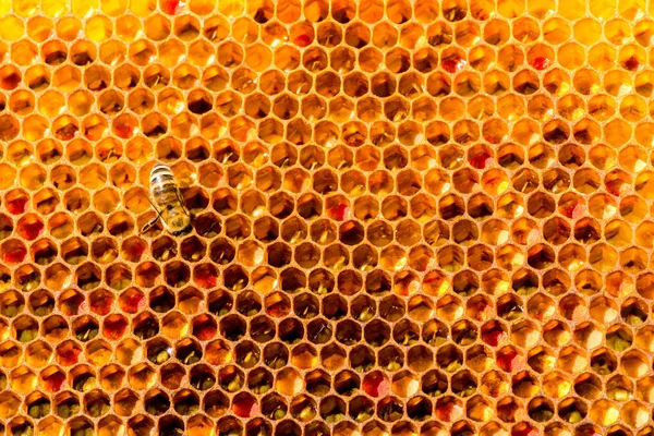 Primer plano de las abejas en panal en colmenar — Foto de Stock