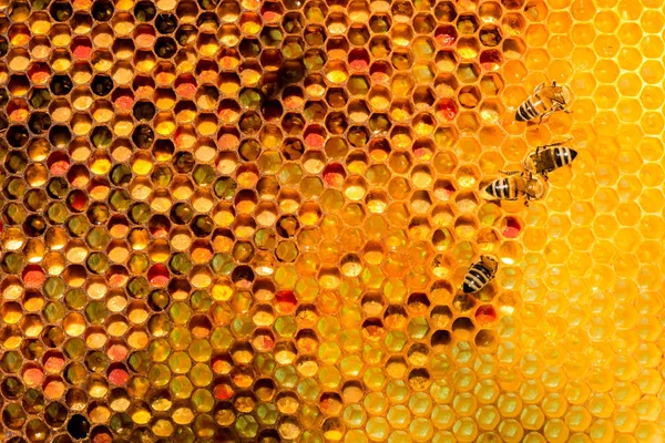Arılarda bal peteğindeki arılara yakın çekim — Stok fotoğraf