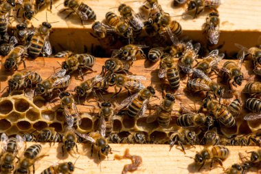 Arılarda bal peteğindeki arılara yakın çekim