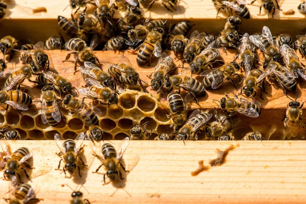 Nahaufnahme von Bienen auf Bienenwaben im Bienenhaus — Stockfoto