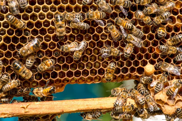 Primer plano de las abejas en panal en colmenar Imágenes De Stock Sin Royalties Gratis