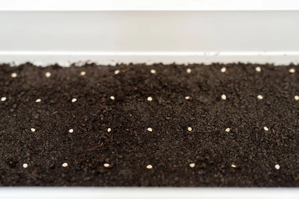 Pot blanc avec graines plantées avec précision pour les semis de poivre — Photo