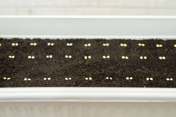 Pot blanc avec graines plantées avec précision pour les semis de poivre — Photo