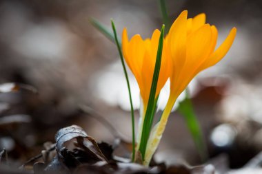 Bahar bahçe Iridaceae çimlenme