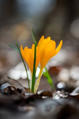 Bahar bahçe Iridaceae çimlenme