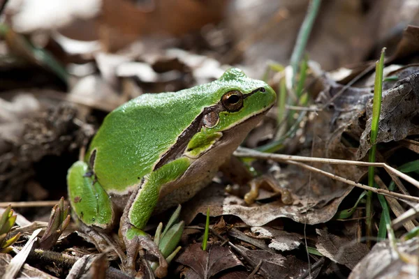 Boomkikker (Hyla arborea) syn. (Rana arborea), Europese boomkikker op het bos grond, in de natuur, natuurlijke habitat — Stockfoto