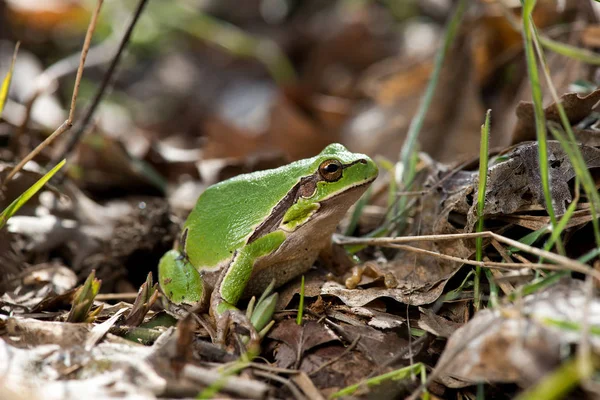 Boomkikker (Hyla arborea) syn. (Rana arborea), Europese boomkikker op het bos grond, in de natuur, natuurlijke habitat — Stockfoto