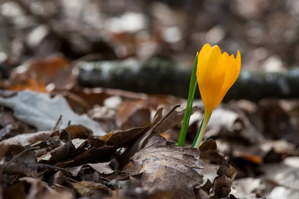 Crocus kiełkuje w spring garden — Zdjęcie stockowe