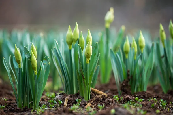 Gekeimte Frühlingsblumen Narzissen im Vorfrühlingsgarten — Stockfoto