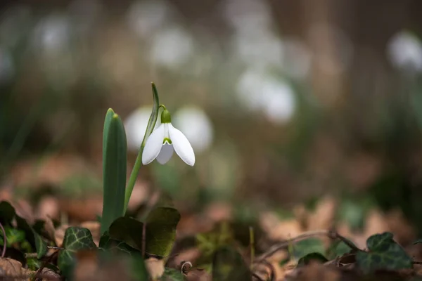 Primavera flores queda de neve florescendo em dia ensolarado — Fotografia de Stock