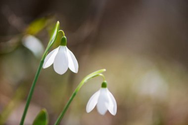 Güneşli bir günde açan ilkbahar kardelen çiçekleri.