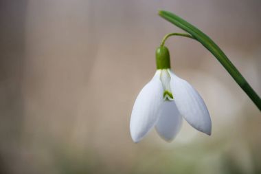 Güneşli bir günde açan ilkbahar kardelen çiçekleri.