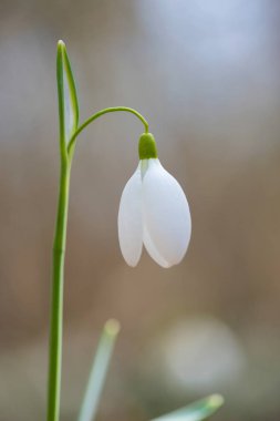 Güneşli bir günde açan ilkbahar kardelen çiçekleri.