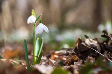 Güneşli bir günde açan ilkbahar kardelen çiçekleri.
