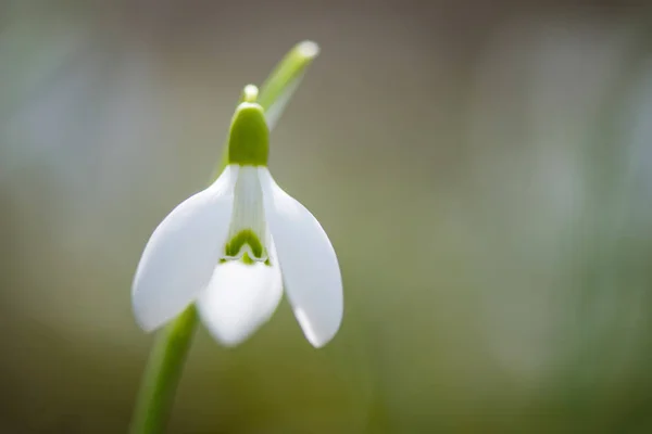 Frühling Schneeglöckchen Blumen blühen in sonnigen Tag — Stockfoto