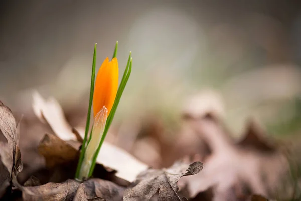 Crocus kiełkuje w spring garden — Zdjęcie stockowe