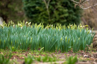 Filiz bahar çiçekleri nergis erken bahar bahçe