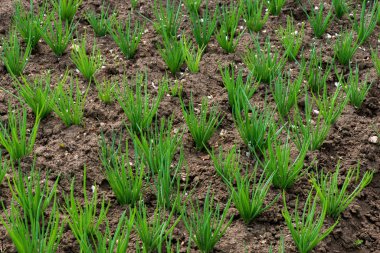 soğan plantasyon içinde bir sera - seçici odak Close-Up