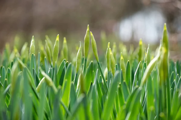 Gekeimte Frühlingsblumen Narzissen im Vorfrühlingsgarten — Stockfoto