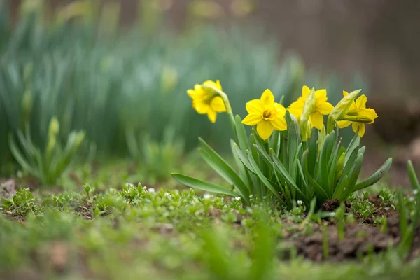 Gekeimte Frühlingsblumen Narzissen im Vorfrühlingsgarten — Stockfoto