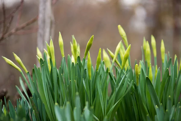 Gekeimte Frühlingsblumen Narzissen im Vorfrühlingsgarten — Stockfoto