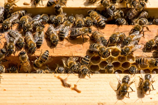 Крупный план пчел на сотах на пасеке — стоковое фото