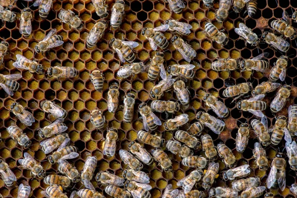 蜜蜂在蜂房蜂窝上的特写 — 图库照片