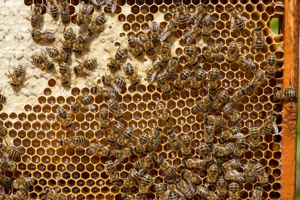Arılarda bal peteğindeki arılara yakın çekim