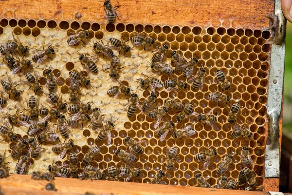 Nahaufnahme von Bienen auf Bienenwaben im Bienenhaus — Stockfoto