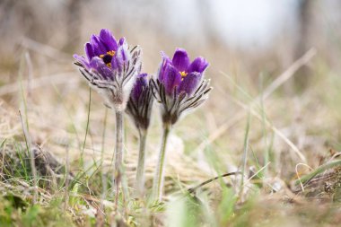 Bahar çiçek vahşi Pulsatilla pratensis - seçici odak, kopya alanı