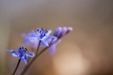Alp squill veya iki yaprak squill, Scilla bifolia - seçici odak, kopya alanı