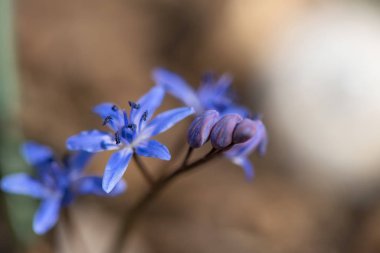 Alp squill veya iki yaprak squill, Scilla bifolia - seçici odak, kopya alanı