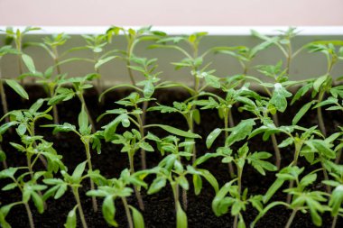 bir serada - seçici odak, büyüyen domates fidesi alanı Kopyala