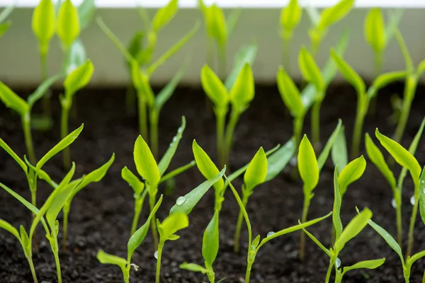 Peppar plantor växer i ett växthus - selektiv fokus, kopia utrymme — Stockfoto