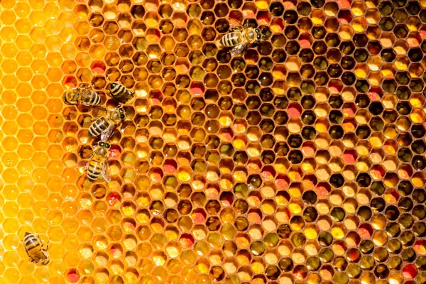 Primer plano de las abejas en panal en colmenar —  Fotos de Stock