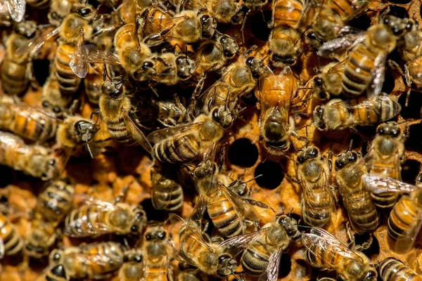 女王蜂蜂群的选择性焦点 — 图库照片