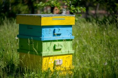 kovan arı kovanı içinde