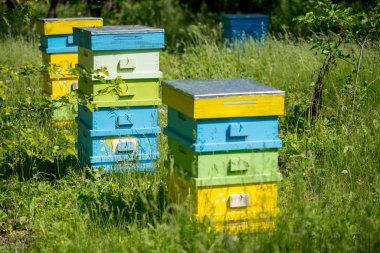 kovan arı kovanı içinde