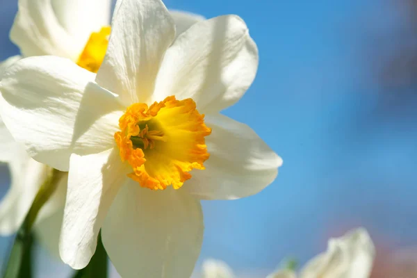 Blühende Frühlingsblumen Narzissen im Vorfrühlingsgarten — Stockfoto