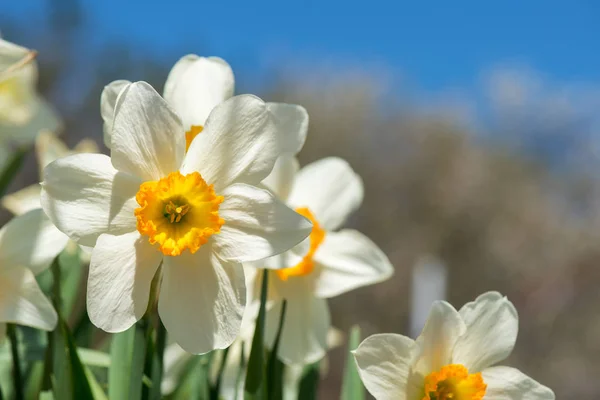 Blühende Frühlingsblumen Narzissen im Vorfrühlingsgarten — Stockfoto
