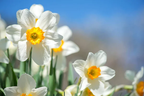 Blühende Frühlingsblumen Narzissen im Vorfrühlingsgarten — Stockfoto