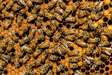 Kraliçe Arı sürüsü - seçici odak