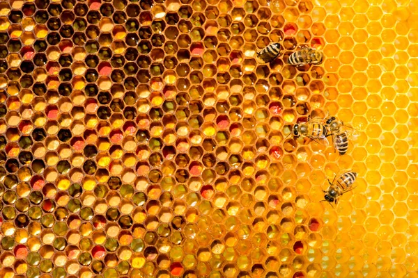 Primer plano de las abejas en panal en colmenar — Foto de Stock