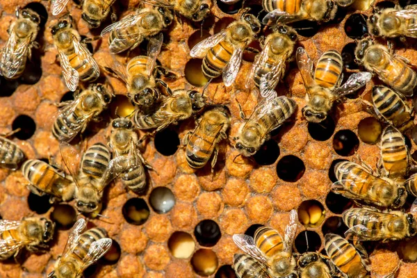 Bienenkönigin Schwarm - selektiver Fokus — Stockfoto