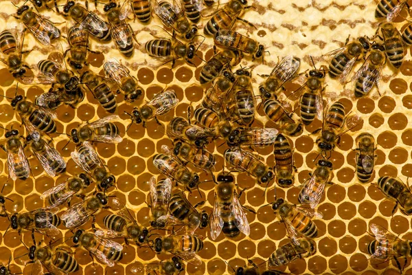 Primer plano de las abejas en panal en colmenar —  Fotos de Stock