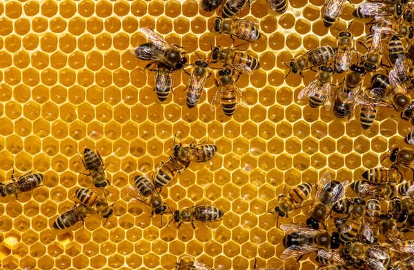 Closeup of bees on honeycomb in apiary — Stock Photo, Image