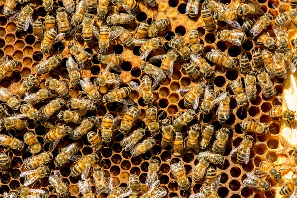 De queen bee zwerm - selectieve aandacht — Stockfoto